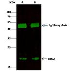 H-Ras Antibody in Immunoprecipitation (IP)