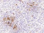 IDO Antibody in Immunohistochemistry (Paraffin) (IHC (P))