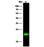 IL-18 Antibody in Western Blot (WB)