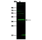 IL-27 p28 Antibody in Western Blot (WB)