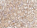 IRF6 Antibody in Immunohistochemistry (Paraffin) (IHC (P))