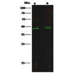 ISL2 Antibody in Western Blot (WB)