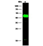 Cytokeratin Pan Type I/II Antibody in Western Blot (WB)