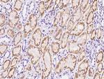 RAP Antibody in Immunohistochemistry (Paraffin) (IHC (P))