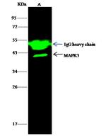 ERK1 Antibody in Immunoprecipitation (IP)