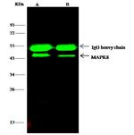 JNK1 Antibody in Immunoprecipitation (IP)