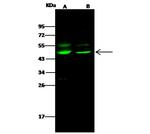 JNK1 Antibody in Western Blot (WB)