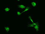 MBD3L1 Antibody in Immunocytochemistry (ICC/IF)