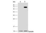 METAP2 Antibody in Western Blot (WB)