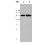 MICB Antibody in Western Blot (WB)