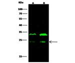 MID1IP1 Antibody in Western Blot (WB)