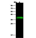 MRPL44 Antibody in Western Blot (WB)