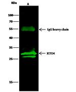 MRTO4 Antibody in Immunoprecipitation (IP)