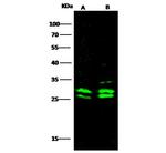 MRTO4 Antibody in Western Blot (WB)