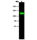 MVP Antibody in Western Blot (WB)