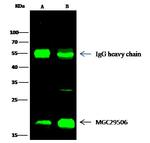 MZB1 Antibody in Immunoprecipitation (IP)