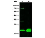 MZB1 Antibody in Western Blot (WB)