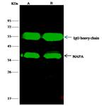 SNAP alpha/beta Antibody in Immunoprecipitation (IP)