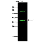 SNAP alpha/beta Antibody in Western Blot (WB)