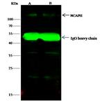 NCAPH Antibody in Immunoprecipitation (IP)