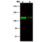 NCAPH Antibody in Western Blot (WB)