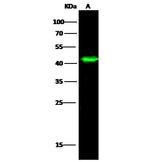 NDRG1 Antibody in Western Blot (WB)