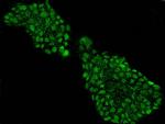 Neurogenin 2 Antibody in Immunocytochemistry (ICC/IF)