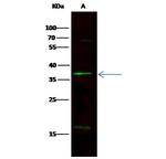 NOV Antibody in Western Blot (WB)