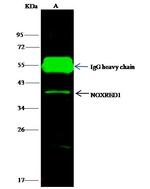 NOXRED1 Antibody in Immunoprecipitation (IP)