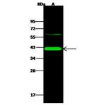 NOXRED1 Antibody in Western Blot (WB)