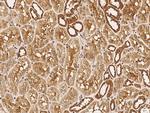 NUDC Antibody in Immunohistochemistry (Paraffin) (IHC (P))