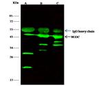 NUDC Antibody in Immunoprecipitation (IP)