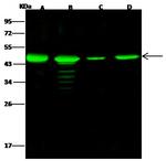 NUDC Antibody in Western Blot (WB)