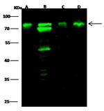 Optineurin Antibody in Western Blot (WB)