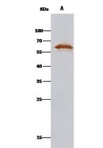 PDI Antibody in Immunoprecipitation (IP)