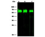 PDI Antibody in Western Blot (WB)