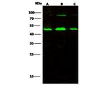 PARVA Antibody in Western Blot (WB)