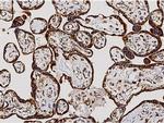 ERP72 Antibody in Immunohistochemistry (Paraffin) (IHC (P))