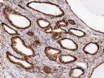 ERP72 Antibody in Immunohistochemistry (Paraffin) (IHC (P))