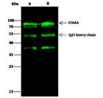 ERP72 Antibody in Immunoprecipitation (IP)