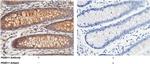 PDZD11 Antibody in Immunohistochemistry (Paraffin) (IHC (P))