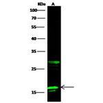 PFDN2 Antibody in Western Blot (WB)