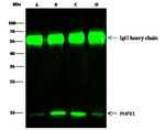 PHPT1 Antibody in Immunoprecipitation (IP)