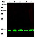 PHPT1 Antibody in Western Blot (WB)