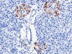 RBP4 Antibody in Immunohistochemistry (Paraffin) (IHC (P))