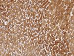 PON1 Antibody in Immunohistochemistry (Paraffin) (IHC (P))