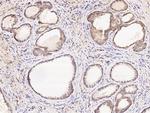 PON1 Antibody in Immunohistochemistry (Paraffin) (IHC (P))