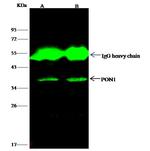 PON1 Antibody in Immunoprecipitation (IP)