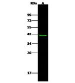 PON1 Antibody in Western Blot (WB)