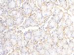 Periostin Antibody in Immunohistochemistry (Paraffin) (IHC (P))